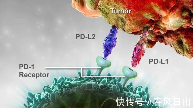 免疫疗法|请注意,肺腺癌只有符合此类条件才首选免疫治疗,死亡率降低1/3