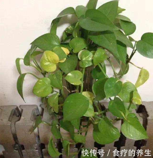 绿萝|养绿萝,放在“这个”位置就错了,黄叶一个个露出来,别忽视!