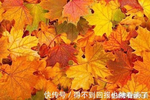 哈萨克族|那拉提的秋天，不属于人类，属于生命，是透明的