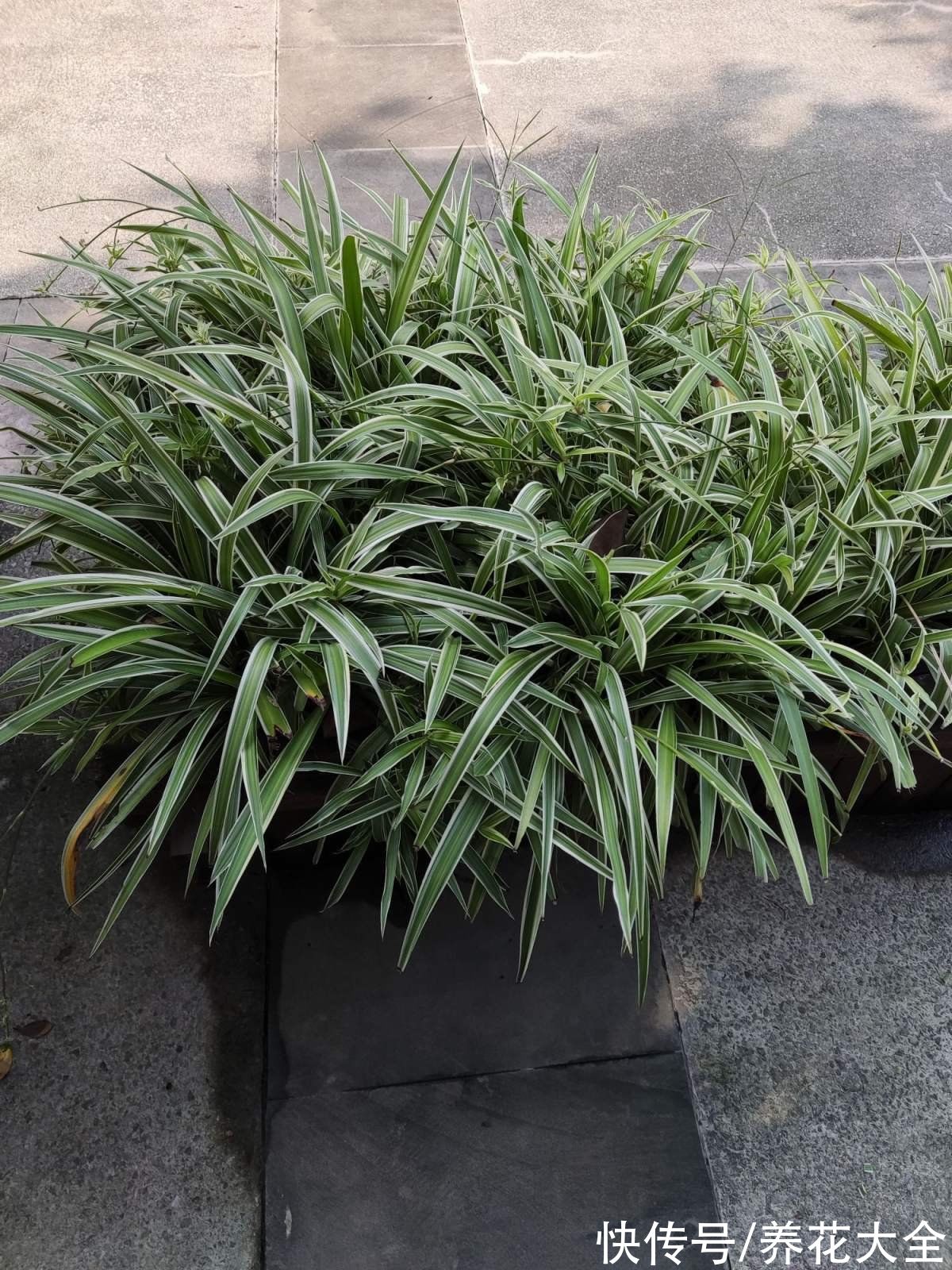 虫子|厨房里养盆花，净化空气效果好，还能赶虫子