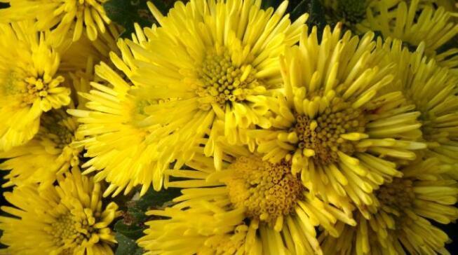 喜欢菊花,不如养盆“菊中珍品”,似紫色绣球,素雅高贵