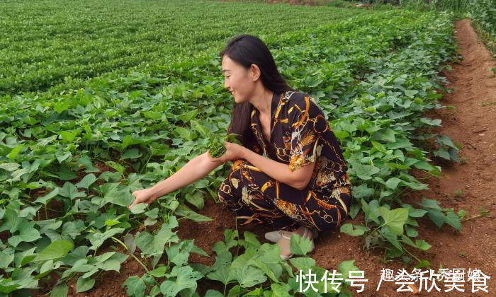 地瓜叶|7月此菜金不换,夏天要多吃,隔三差五吃,保护视力,增强免疫力