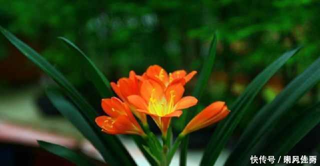 花匠严肃的说, 给君子兰这样洗个澡, 花苞蹭蹭长, 1年开花好几次!