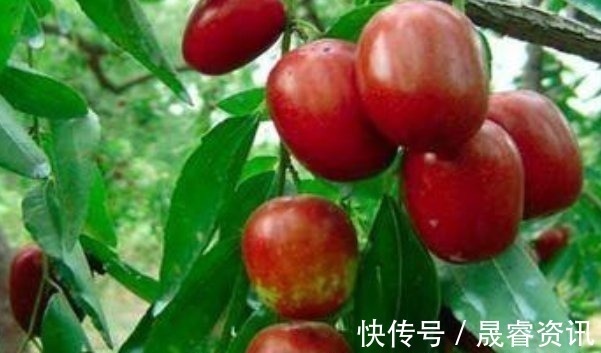 红枣|常吃红枣好处多,但和三种食物居然是相克的你都知道吗