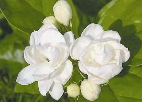 最厉害的养花营养液给茉莉花喝一勺,四季油绿,花开洁白