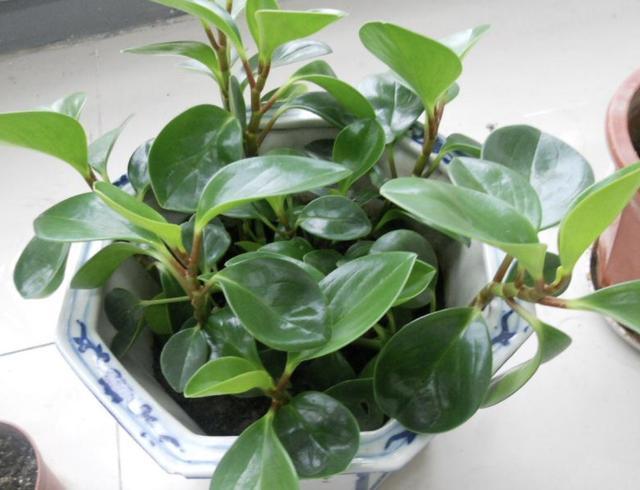 偷偷告诉你，别去买“2种花”，在家用枝条“扦插”，繁殖30盆！