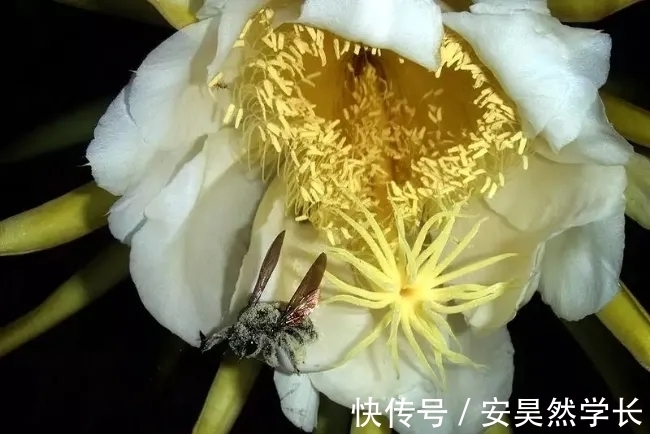 好丑！好臭！你没看错，我说的是兰花