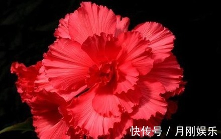 三季|家养“树中奇花”，花开似牡丹，更胜海棠花，花开三季、好养活