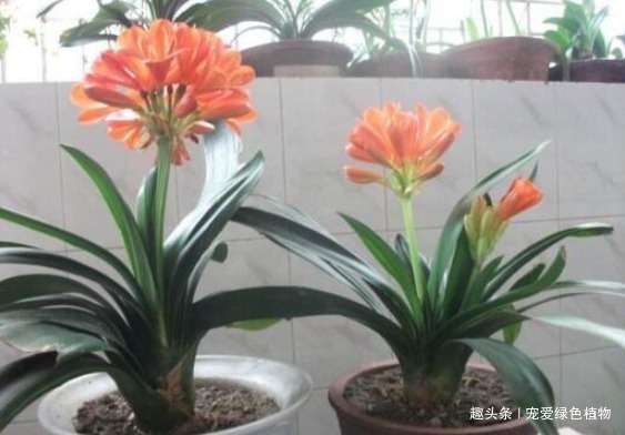 君子兰难开花用上“2种废料”,1年能长8片叶,能开2次花!