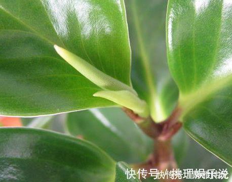 种花|这3种花最适合放在家里养,号称净化空气一把手,好看又实用