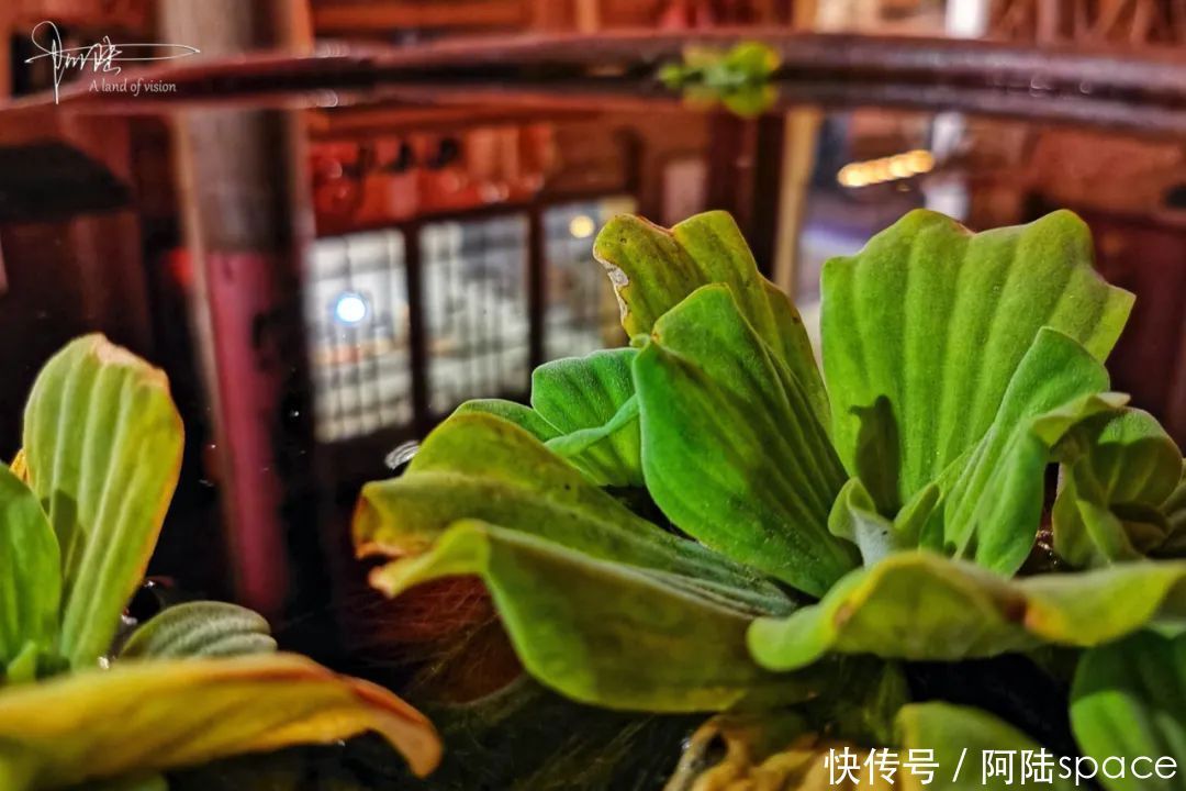 热闹|这座处于深山中的民宿,不只宁静安详,也有其热闹的一面