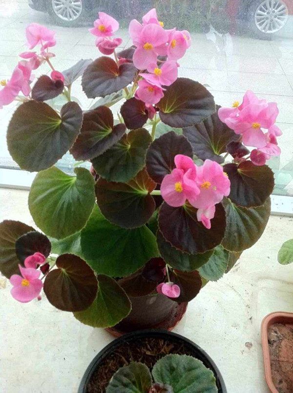 喜欢养花，不如养盆我的心，最受欢迎的盆栽花卉之一，四季花开