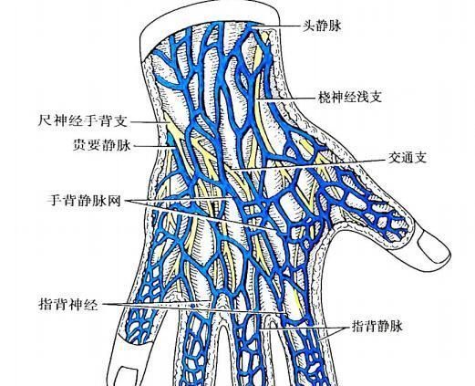 血管堵塞|有人手臂上“青筋暴起”,有些人却看不到“青筋”,医生给出解答