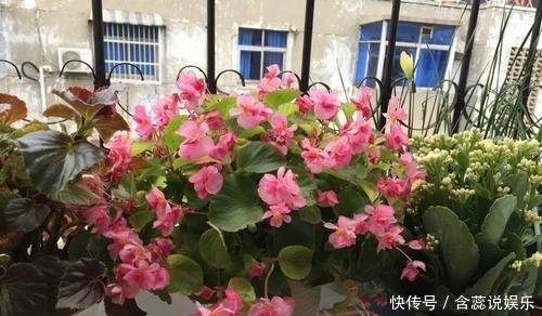 老花农都喜欢的5种花,号称“开花机器”,养几盆四季有花赏!