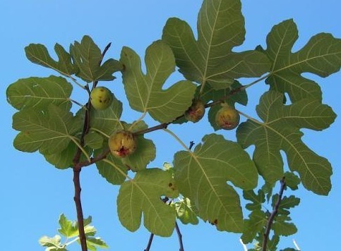 美容养颜|以下叶子是女人的最爱，拿来泡水，每天一杯，美容养颜、燃烧脂肪