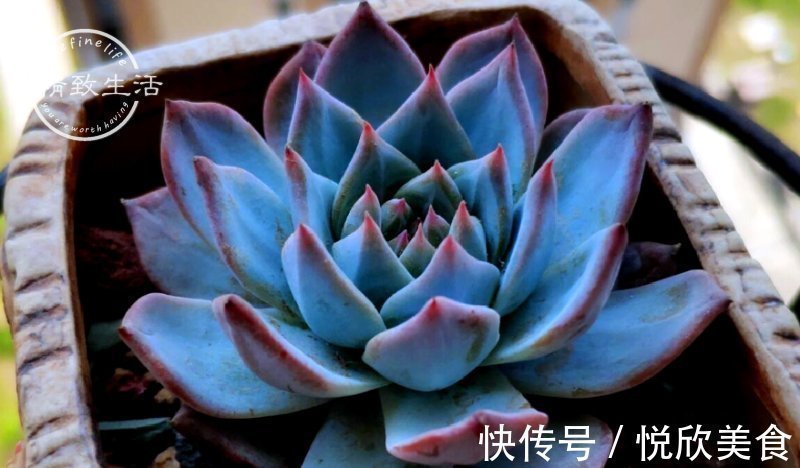 多肉植物什么时候浇水,看这3处精准判断,四季适用,全国通用