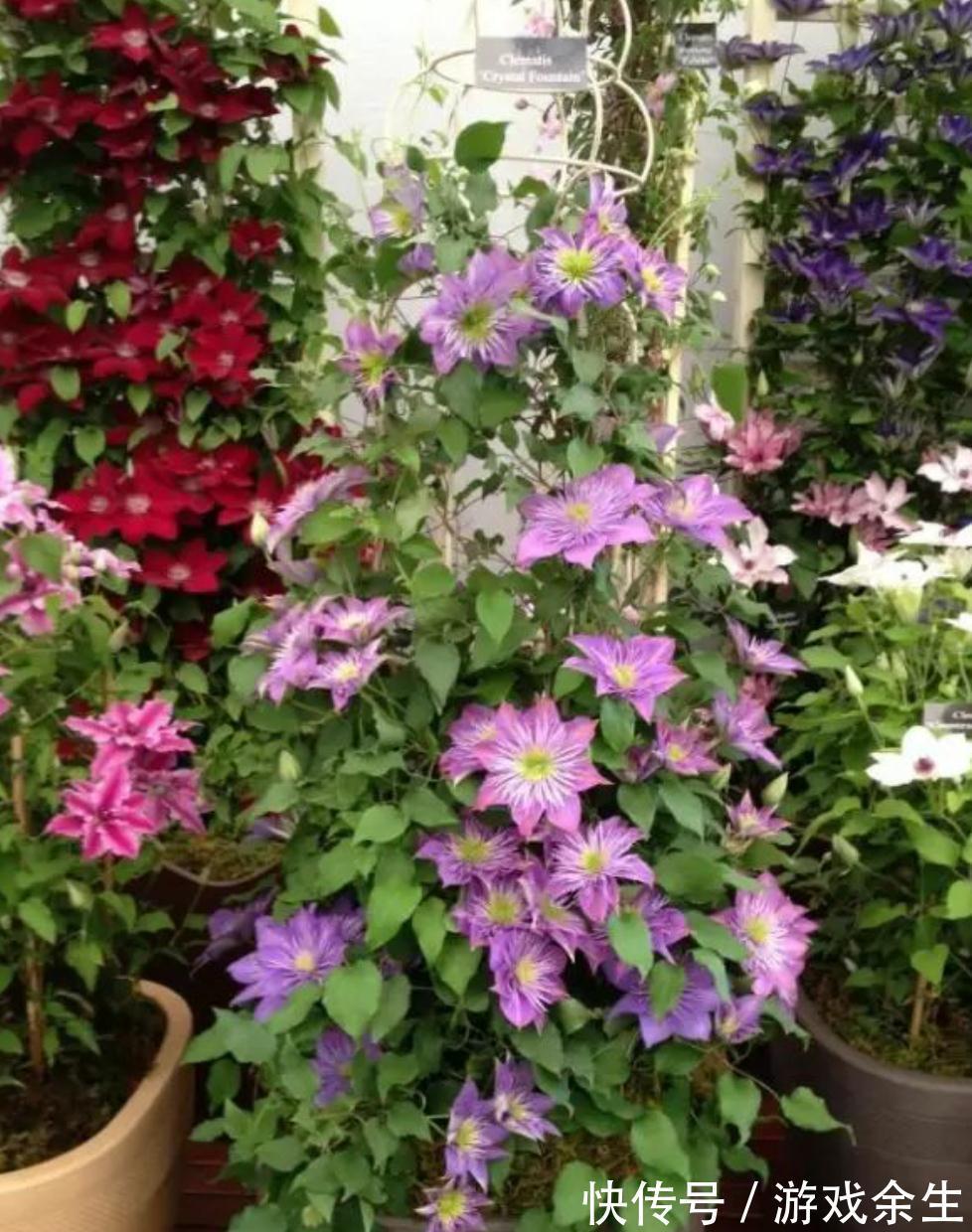 家有小院,用几种植物打造花墙,从春美到秋