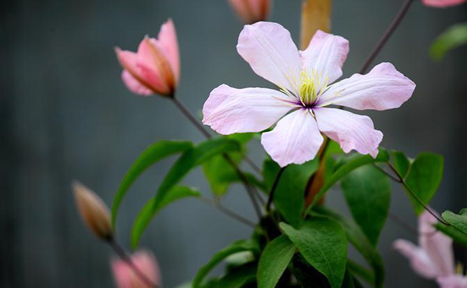 养花试试这几款,花瓣宛如天鹅翩翩起舞,霸道迷人