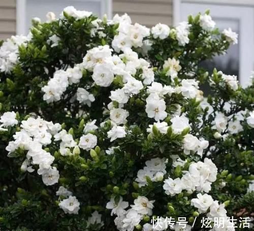 6种“花”,自带香味,室内养1盆,比清新剂强1倍,无毒又环保