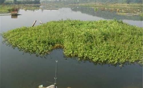 钓草鱼还可以钓底，钓草鱼一定要看准位置，还有以下几个建议，晚春钓草鱼