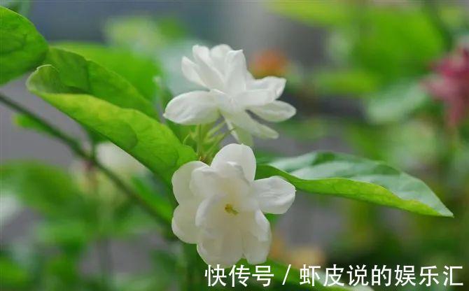 教你这三招，茉莉花越开越多，一茬接一茬
