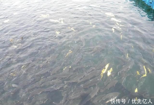 春钓鱼儿上浮不开口怎么办？三个办法解决，总有一个适合你