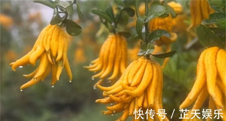 抗衰老|女性想要身体好常吃三种食物,排毒清肠,抗衰老,营养又瘦身