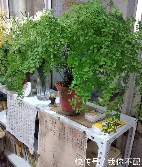 最适合养在卫生间的花,一盆就能净化空气,赶紧养起来啦!