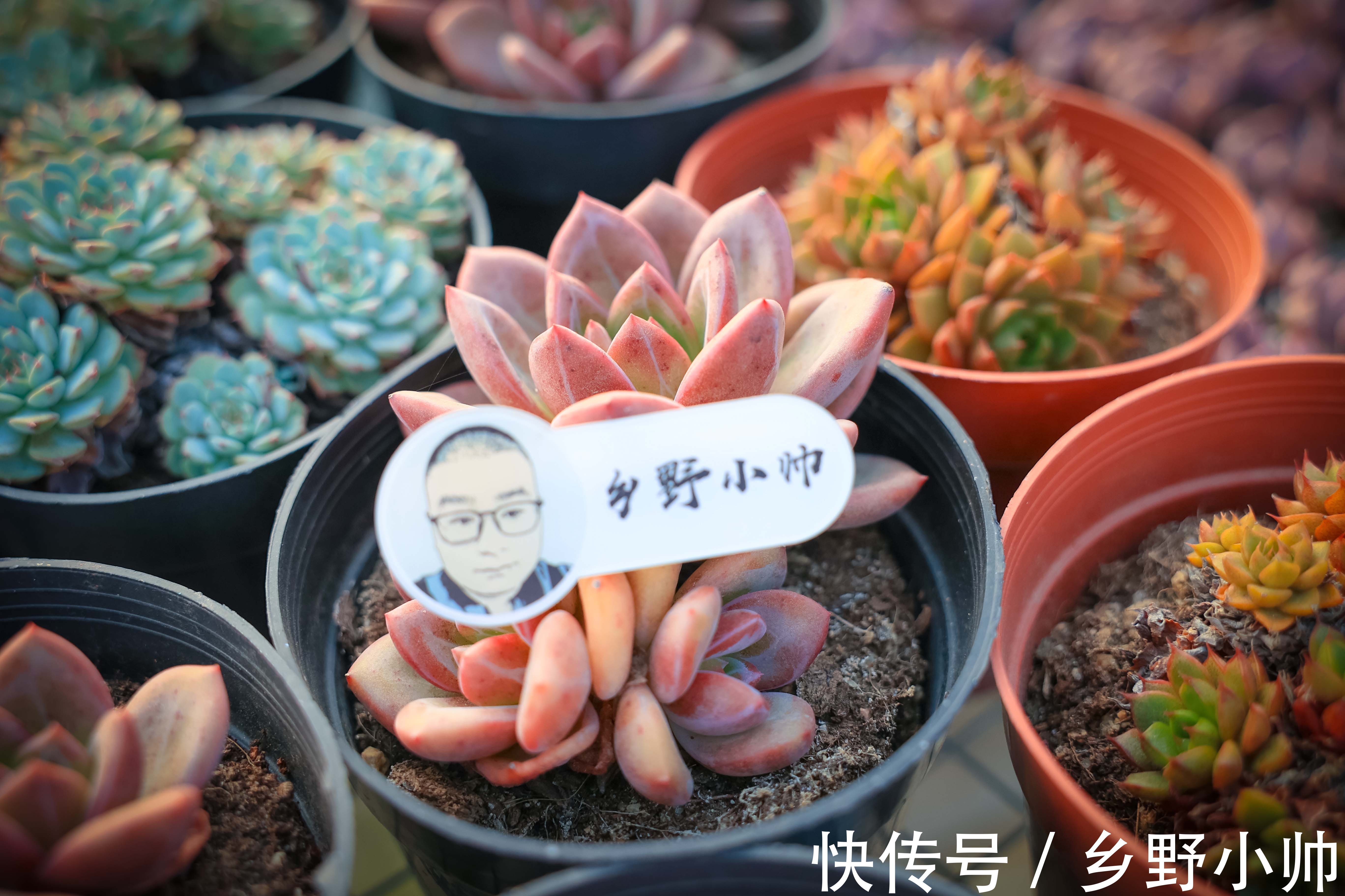 休眠期|多肉出现这几种情况，证明多肉已经“醒来”，养护状态更美