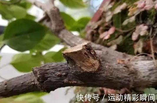 冬天了,3种花狠心剪几刀,来年枝叶疯长,开花一茬接一茬