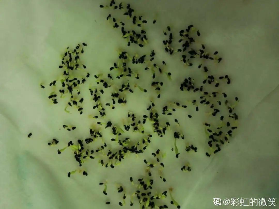 玉米棒子插盆里,7天冒出小森林,比绿萝吊兰好看