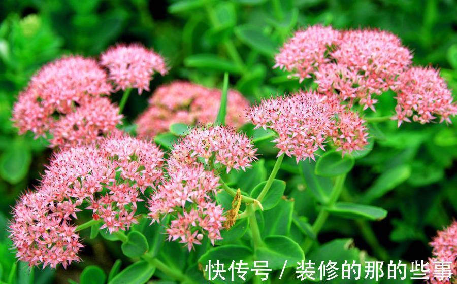 适合秋天种植的5种漂亮花，大气好养有格调，值得拥有