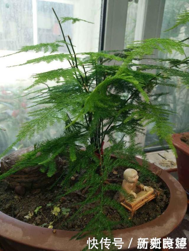 鸭掌木|文竹掐个枝,找个瓶子插水里,三天就冒小笋芽