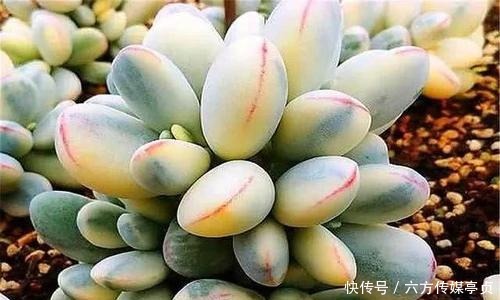 花市常见的3种花，再喜欢也别买，都是智商税，买了吃大亏！