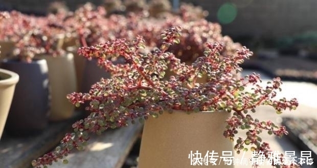 新手多肉党的福音:露镜,买回家这么养,叶子如水晶般剔透