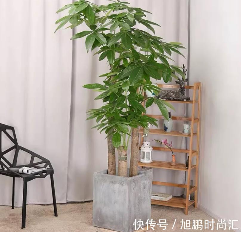 三种花喜欢“暗环境”,别放在阳台养护,容易黄叶枯枝