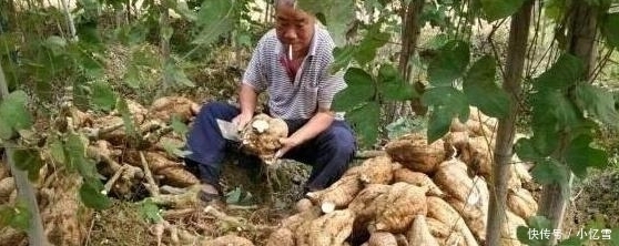 它是白酒的“死对头”! 酒前偷偷吃两口, 想喝醉都难, 不怕酒精肝