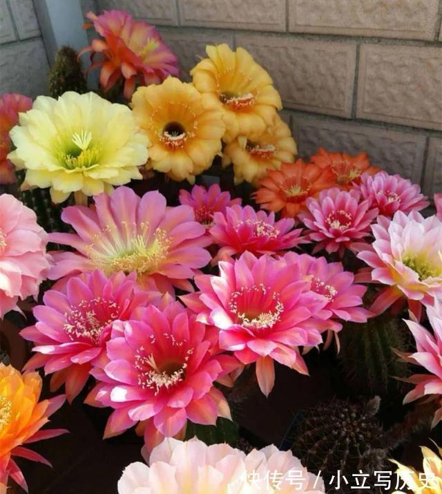 天冷了,15种漂亮花喜欢“大太阳”,多晒长得壮,花更多