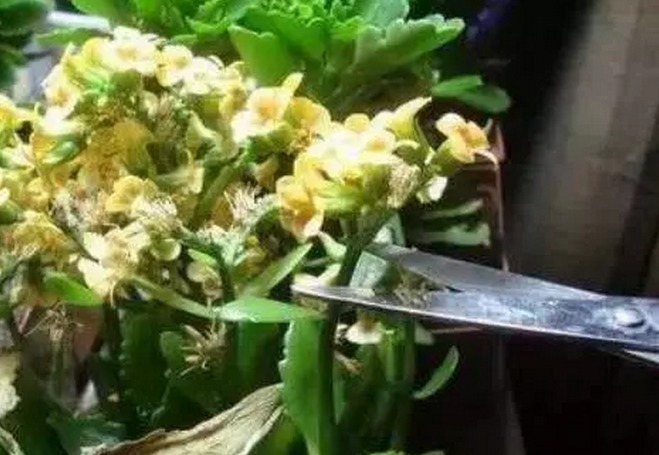 长寿花不开花只需两步就好,花苞上枝头花朵旺