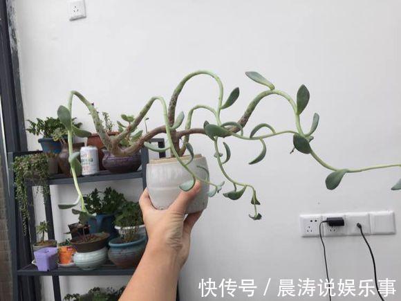 大和锦|多肉长残的照片,看一次笑一次,根治各种抑郁