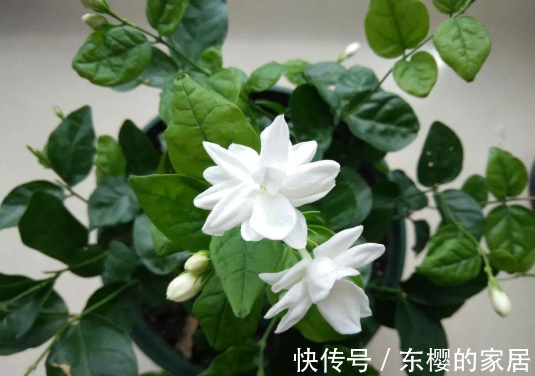 换盆时机到了，有这花赶紧换，换完立马疯长！