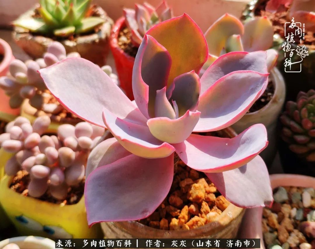 多肉植物|养多肉四年,铁打的盆盆流水的肉,无需多问,问就是喜欢!