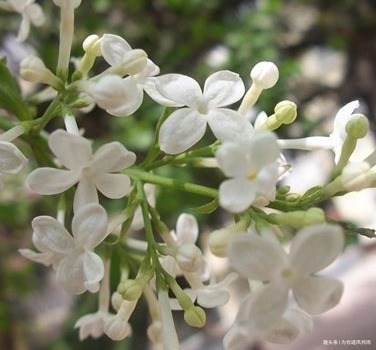 此花被称为天国之花,从古至今都备受宠爱,浑身散发着高贵的气息