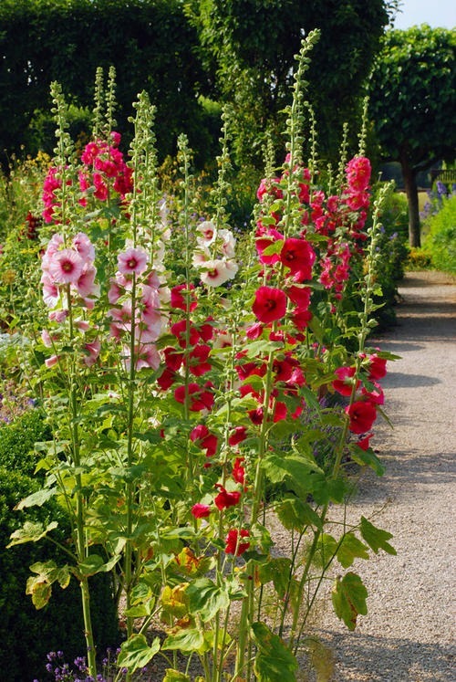 漂亮的蜀葵开花了，随便撒些种子，来年就是一片花海！
