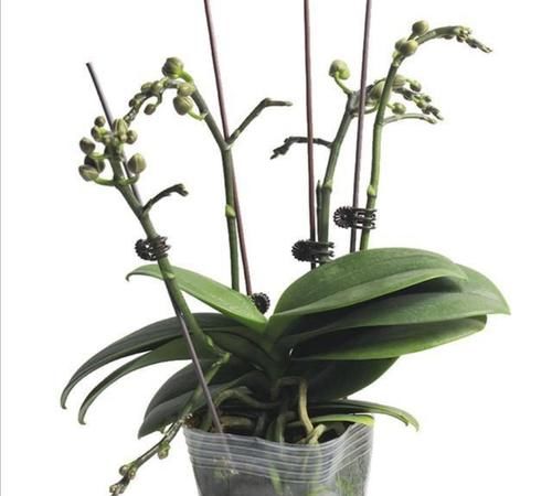 蝴蝶兰开完花不要扔，这样处理一下，还能再次开花