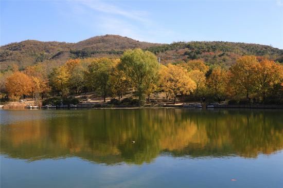  北京植物园|北京植物园近2000棵银杏陆续进入观赏期