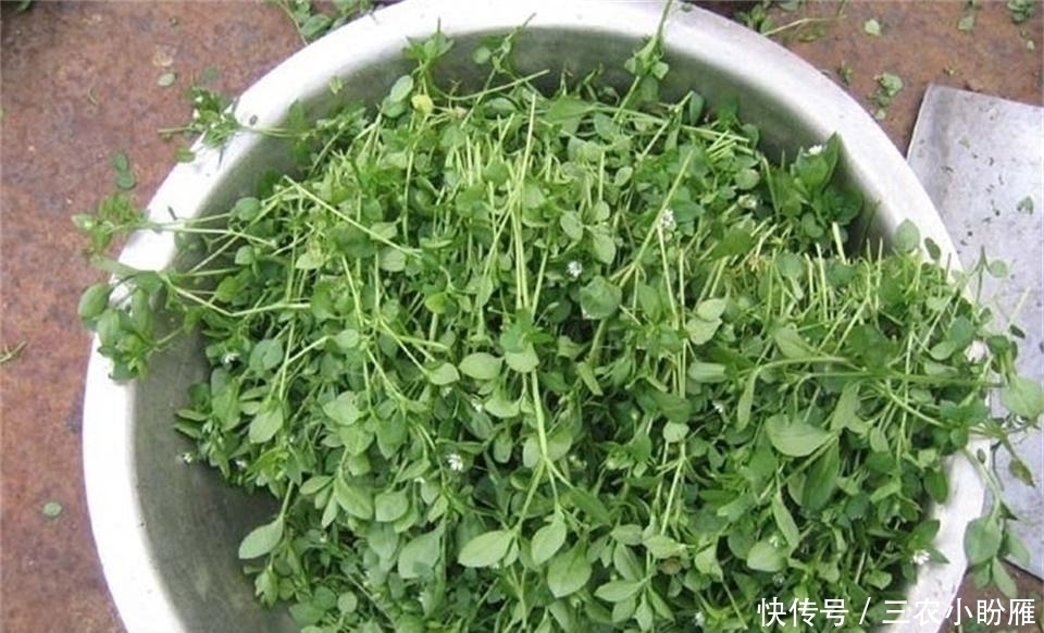 营养物质|农田边一大“害草”，味道却比豌豆尖还鲜美，营养高，见到别错过