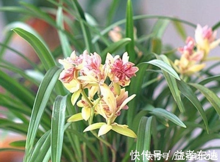 名字|5种花不仅名字好听,花也超美,繁花似锦,美极了