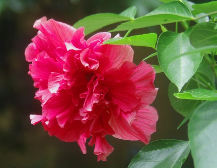 寓意|此“大红花”,开300天,比菊花艳,比牡丹好养,寓意热情似火