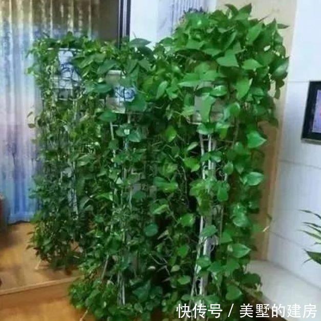 聪明人都养4种花，除尘又杀菌，不花一分钱，空气清新